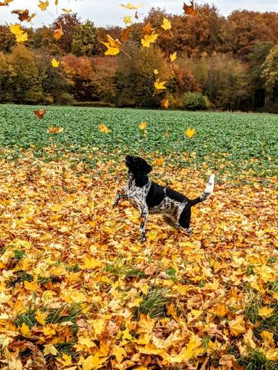 Herbst🍁-Beitrag-Bild