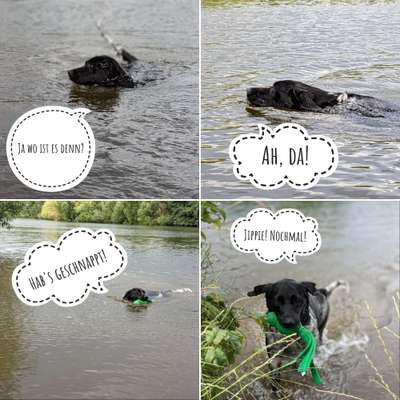 Hundeschwimmen-Beitrag-Bild