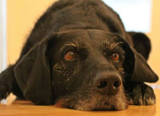 Mischlingshunde Foto Aufruf-Beitrag-Bild