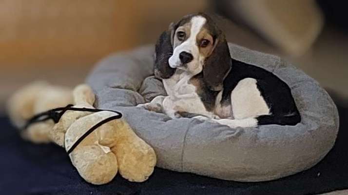 Welpen Bilder !-Beitrag-Bild