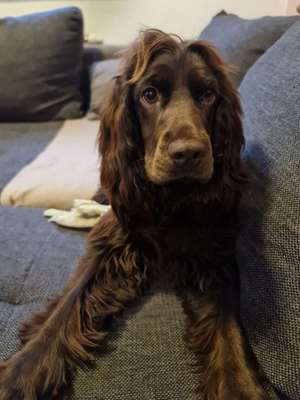 Hundetreffen-Spielrunde für alle wuseligen Hunde-Bild