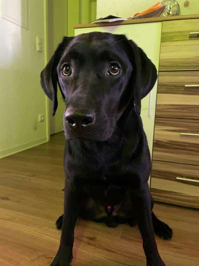 Dogorama Photo Challenge - Hundeblick zum hinschmelzen-Beitrag-Bild