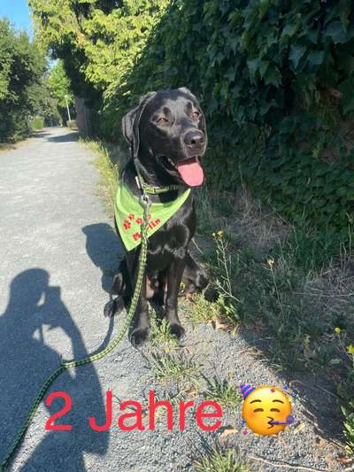 Reinrassige Hunde?-Beitrag-Bild