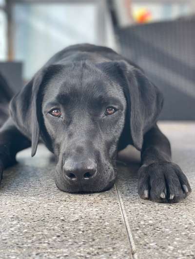 Postet das beste Foto von euren 4 beinern-Beitrag-Bild