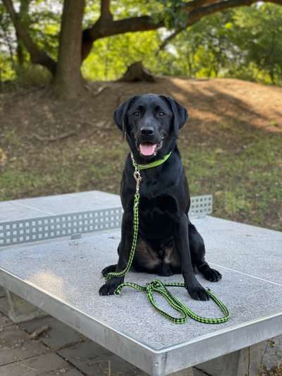 Labradorfans-Beitrag-Bild