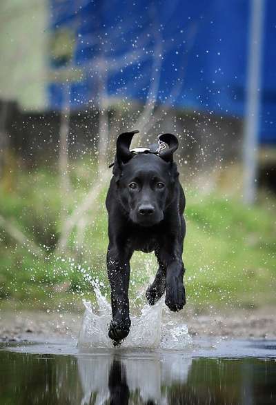 Postet das beste Foto von euren 4 beinern-Beitrag-Bild