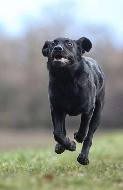 Fotochallenge 66 ~ Rennaction -Zeig deinen Hund im Lauf-Beitrag-Bild