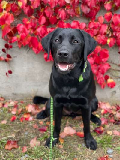 Labradorfans-Beitrag-Bild