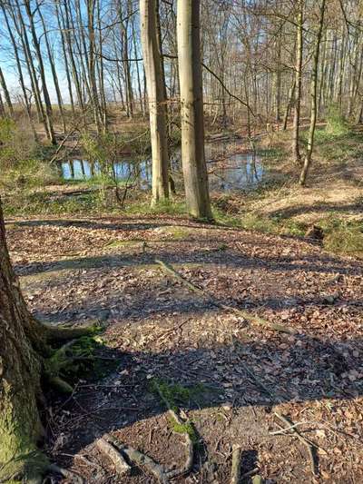 Hundeauslaufgebiet-Dorneywald-Bild