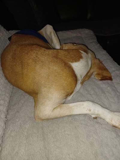 Hilfe mein Hund wird alt-Beitrag-Bild