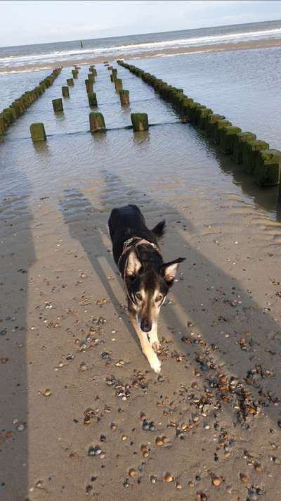 Dogorama-Monats-Challenge-Mai "Wasser"-Beitrag-Bild