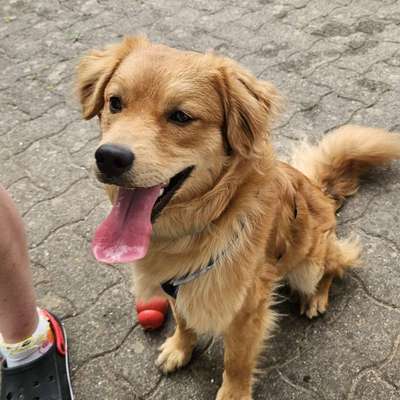 Hundetreffen-Begegnungen trainieren-Bild