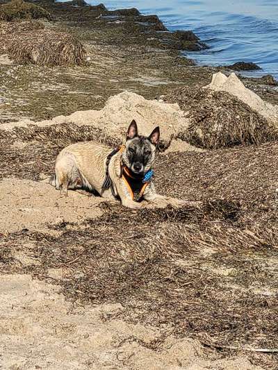 Hundetreffen-Durch die Felder-Bild