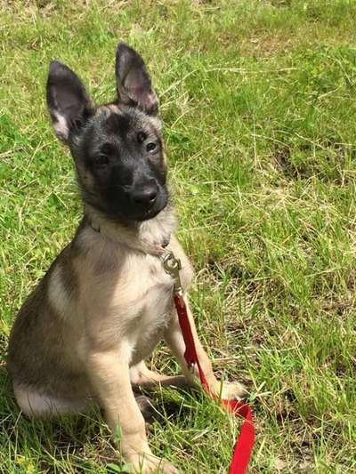 Welpen Bilder !-Beitrag-Bild