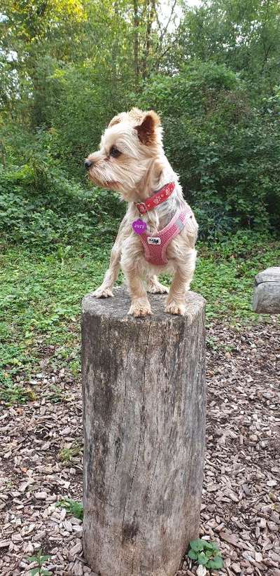 Fotochallenge No. 26                                     Wald und Wiese-Beitrag-Bild