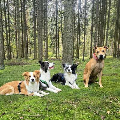 Hundetreffen-Gemeinsame Gassi-, Spiel- und Trainingsrunden-Bild