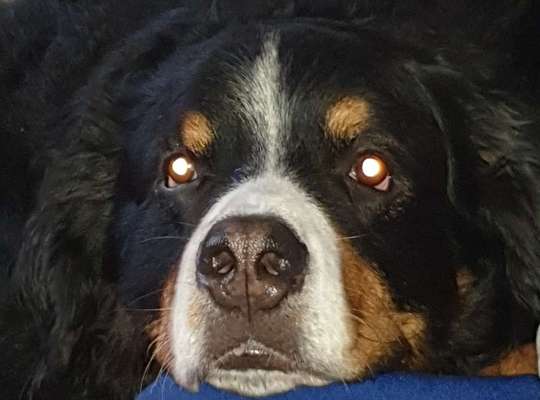 Lieblingsbild von euren Hunden?-Beitrag-Bild