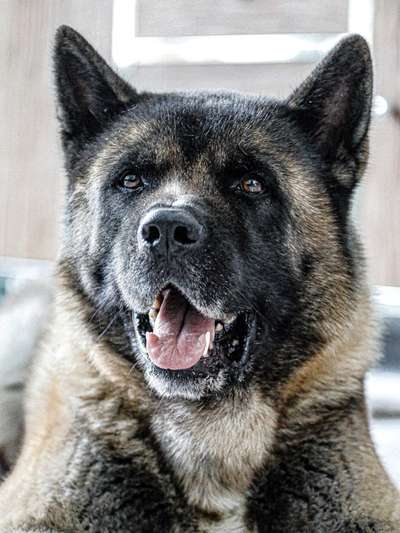 Die Dogorama Kalender Challenge Titelbild-Beitrag-Bild