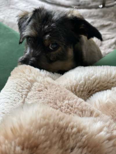 Dogorama Photo Challenge - Hundeblick zum hinschmelzen-Beitrag-Bild