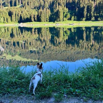 Hundetreffen-Kleinhunde Gassirunde-Bild