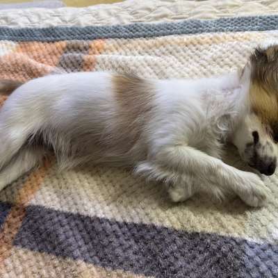 Hundebegegnungen-Beitrag-Bild