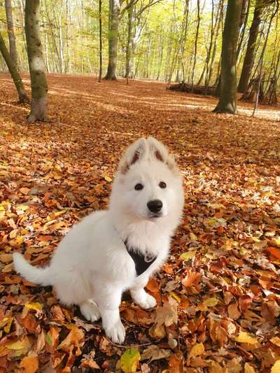 Weißer Schweizer Schäferhund-Beitrag-Bild