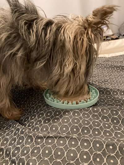 Hundeeis selber machen. Tipps?-Beitrag-Bild