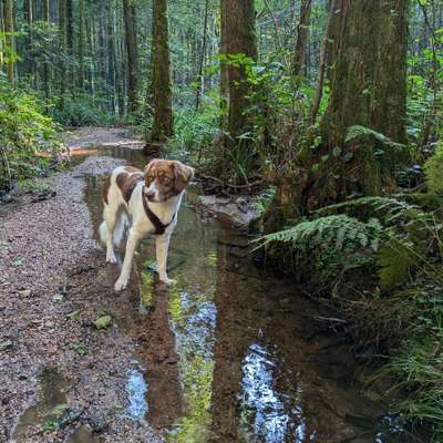 Hundetreffen-Gemeinsamer Spaziergang-Bild