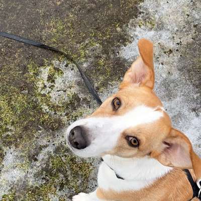 Hundetreffen-Spiel- und Spaziergang‘s Begleitung gesucht-Bild