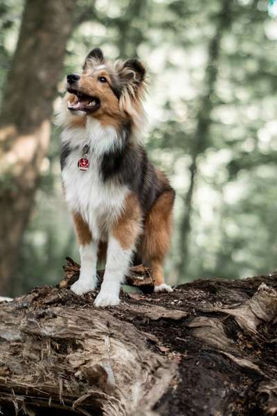 Shelties-Beitrag-Bild