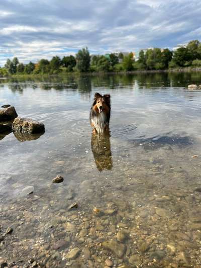 Hundeauslaufgebiet-Freilauffläche für Hund-Bild