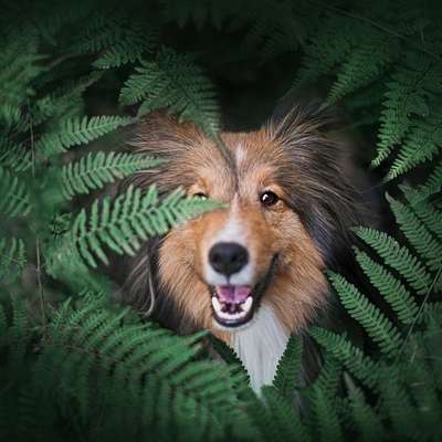 Hundetreffen-Fotowalks Gratis Regensburg + Umkreis-Bild