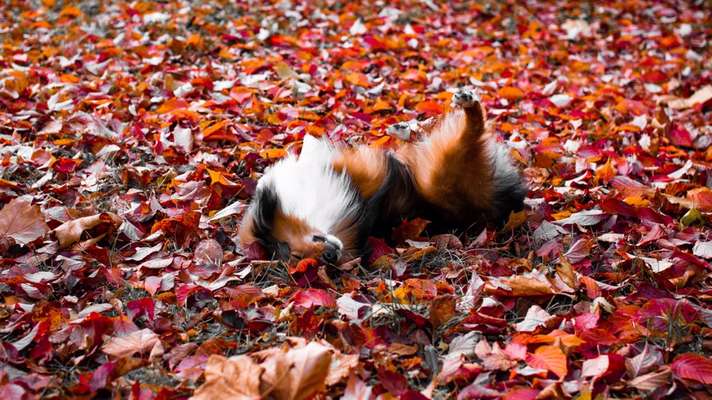 Herbst🍁-Beitrag-Bild