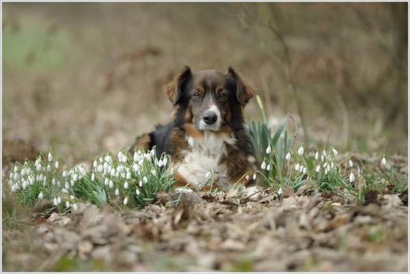 Bester Freund, Hundekumpel - zeigt her!-Beitrag-Bild