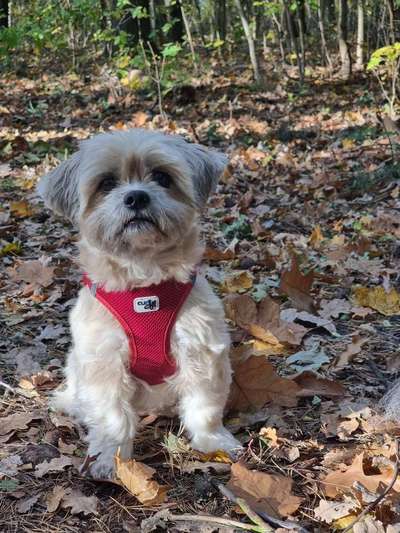 Mischlingshunde Foto Aufruf-Beitrag-Bild