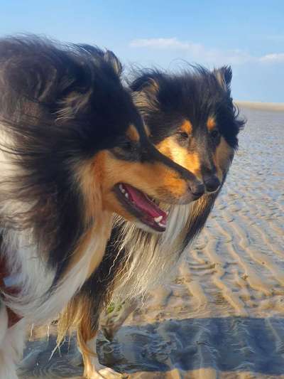 Die Dogorama Kalender Challenge Titelbild-Beitrag-Bild