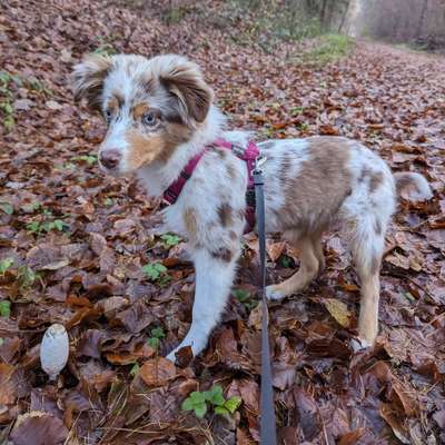 Hundetreffen-Suchen Spielkameraden 🐶🐾-Bild