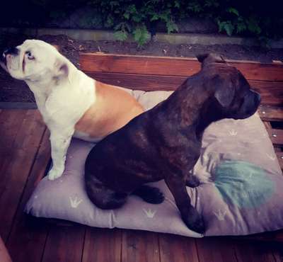 Bester Freund, Hundekumpel - zeigt her!-Beitrag-Bild