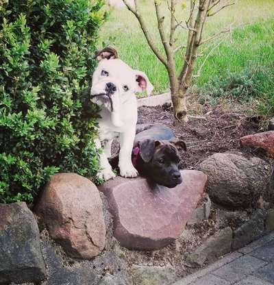 Bester Freund, Hundekumpel - zeigt her!-Beitrag-Bild