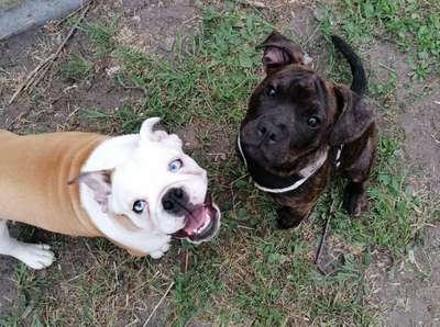 Bester Freund, Hundekumpel - zeigt her!-Beitrag-Bild