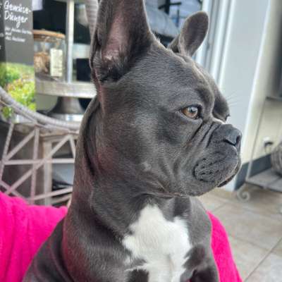 Hundetreffen-Suche gleichgesinnte für MIA