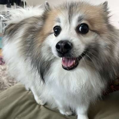 Hundetreffen-Neue Hundefreunde in der Talaue-Bild