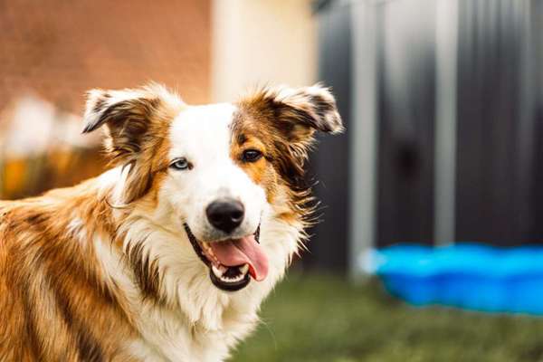 Dogorama Photo Challenge - Portrait-Beitrag-Bild