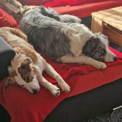 Hundetreffen-Wir suchen Hundefreunde für Treffen zum Gassi gehen und toben. Meist am Wochenende-Bild