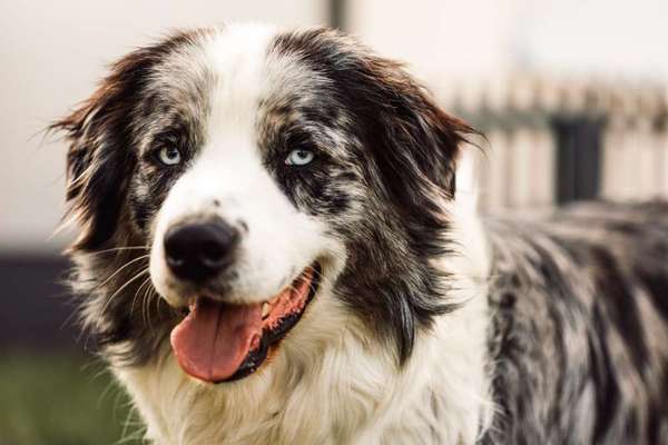 Dogorama Photo Challenge - Portrait-Beitrag-Bild