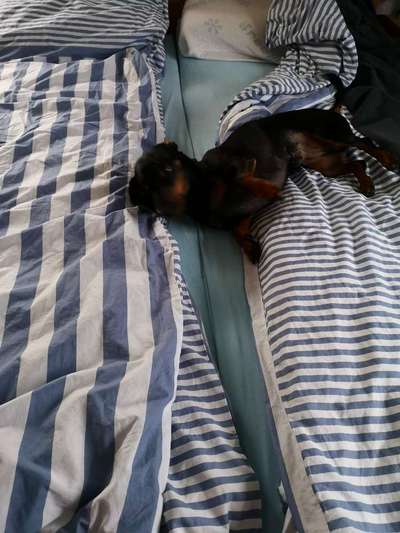 Gemeinsames Kuscheln im Bett!-Beitrag-Bild