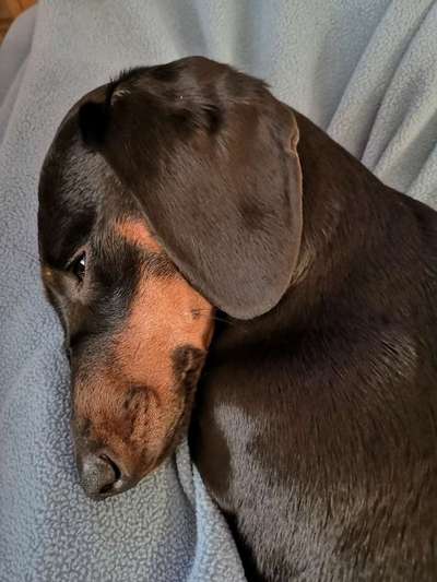 Gemeinsames Kuscheln im Bett!-Beitrag-Bild