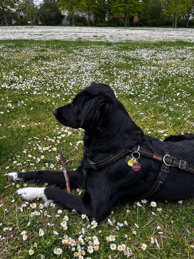 Hundetreffen-Hundebegegnungen und Social Walks-Bild