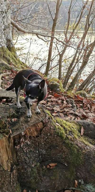 Dogorama-Monats-Challenge-Mai "Wasser"-Beitrag-Bild