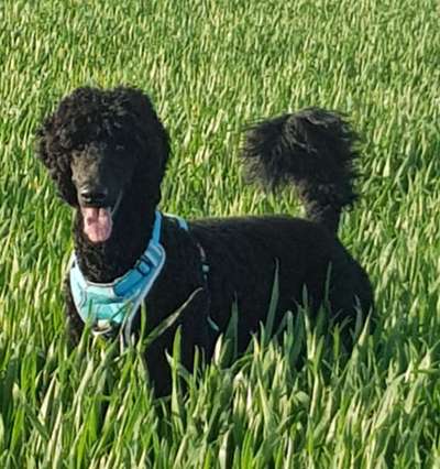 Alles rund um den Pudel-Beitrag-Bild